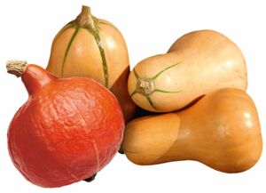 Bio-Kürbisse, Butternut und Hokkaido