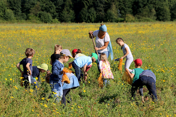 eine Gruppe Kinder erntet Kartoffeln auf dem Acker der Umweltbildung Gut Wulfsdorf